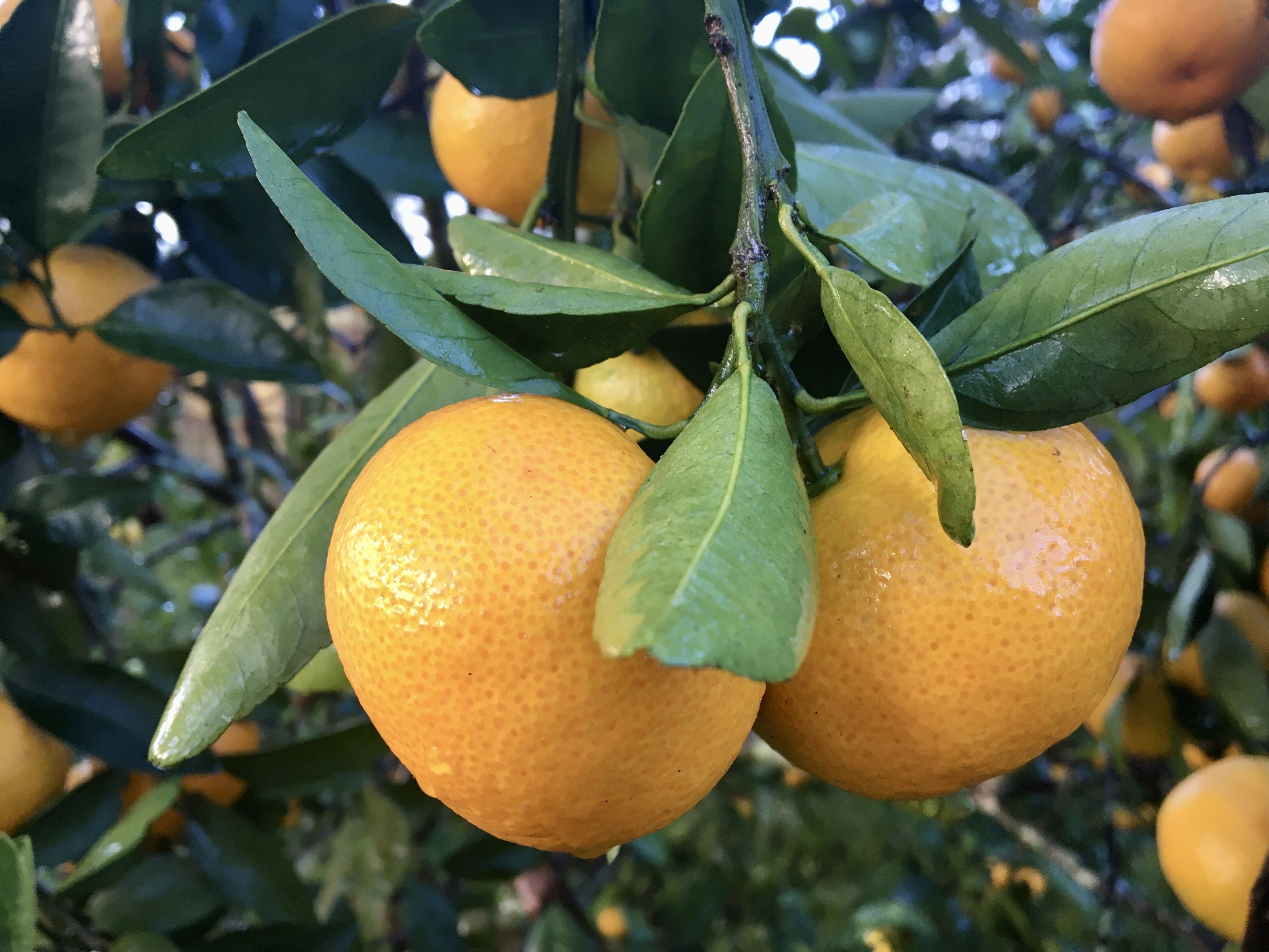 Citrus chat